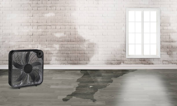 Best Basement water damage restoration  in Orcdlands Estates, HI